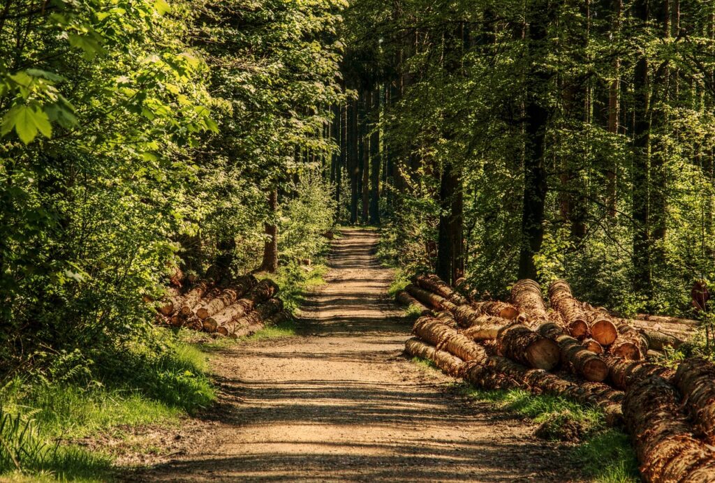 meilleur essence de bois de chauffage